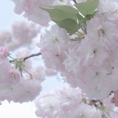 兽设森林场景设计FurryQQ群